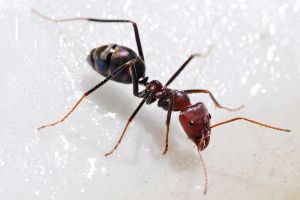 An Ant - Royal Ant